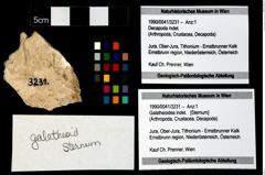 Foto (Objekt + Etikett) von Galatheoidea indet.  (NHMW-GEO-1990-0041-3231)